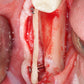 Predictable Implantology 2: Working with Biology